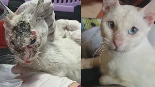 Amazing transformation of a sick stray cat after her recovery (rescue cat before and after)