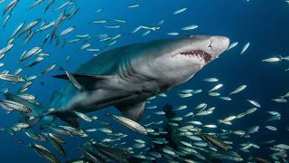 AMAZING Shark Encounter while Diving a WWII Shipwreck in North Carolina 😱 !!