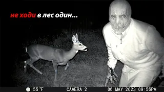 12 Creepy Things In The Woods Filmed On The Trail Camera p.3