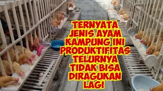 Ternyata jenis ayam ini produksi telurnya sudah tidak diragukan lagi