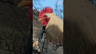 🐓Кукареку Доброе Утро/Cuckoo Good Morning#shorts #funny #chicken #pets #live #rooster #short #peace