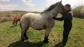 КРАСА/БЕЛЬГІЙСЬКИЙ ВАГОВОЗ/Belgian horse/horses in Ukraine