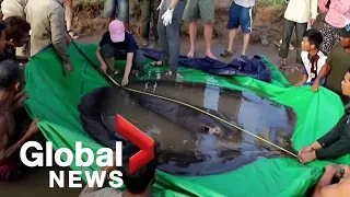 Giant 300-kg stingray discovered in Cambodia dubbed "world’s largest" freshwater fish: Researcher