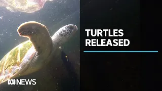 Green Sea Turtles take first dives into ocean after being nursed back to health | ABC News