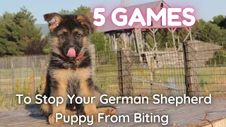 Dog Trainer Shares 5 Games to Stop a German Shepherd Puppy From Biting