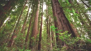 Experience the Magic of Redwood National Park | Short Film Showcase