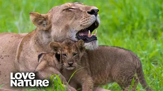 Lioness Struggles to Protect Her Cubs: Will They Survive? | Love Nature