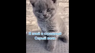 Я злой и страшный серый волк!🐺😃Безумно милый маленький #Котенок😍 Cute #cat😍#BabyCat #kitten