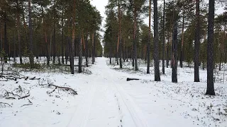 Охота с русскими гончими в ХМАО. Добыл ни я, послушайте работу собачек. Смычок: Айда, Плакса.