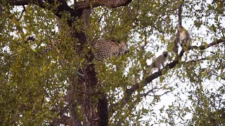 LEOPARD HUNTS MONKEYS