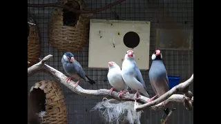 Einzug von vier jungen Reisfinken: Begrüßung durch die Altvögel