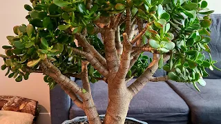 Jade Plant - Yikes! drastically pruning beautiful jade - did i ruin it???