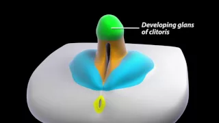 Development of female external genitalia