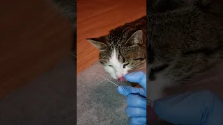 Cat Saliva Looks Insane