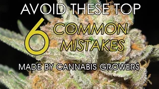 Avoid These 6 Common Mistakes Made by Cannabis Growers