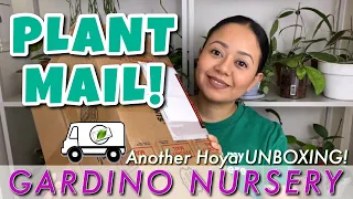 Another Hoya UNBOXING! | Gardino Nursery