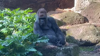 Gorilla facts you should know #gorilla #silverback
