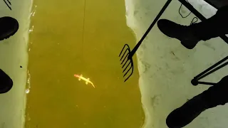 Spearfishing for Pike through the Ice