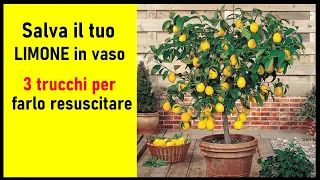 Salva il tuo limone in vaso, 3 TRUCCHI del contadino