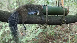 Wild Man Creative Amazing Bamboo Trap To Catch Squirrel In The Jungle Work 100%