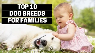 TOP 10 DOGS FOR FAMILIES - Best Puppy Breed For Children