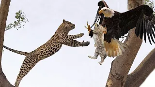 Eagle vs Leopard - Mother Leopard Fail To Save Her Baby | Big Mistake Eagle Provoked Baby Leopard