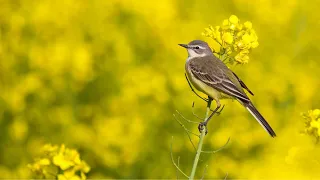 Relaksujący śpiew ptaków - Nature sounds good for health and sleep - Best bird songs