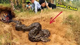 The Most Dangerous Giant Snake Chase Ever Seen On Earth | Mike Vlogs