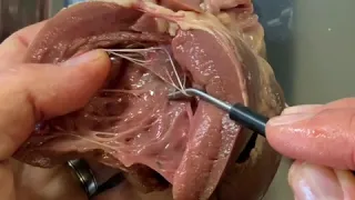 Sheep’s heart dissection