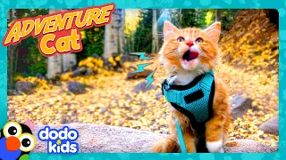 Thrill-Seeking Kitten Skis And Climbs Mountains! | Dodo Kids | Adventure Animals