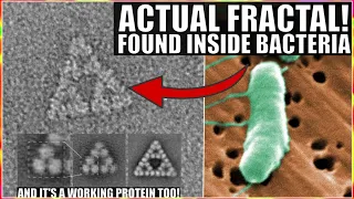 Wow! First Ever Fractal Molecule Discovered Inside Bacteria...And It Works!