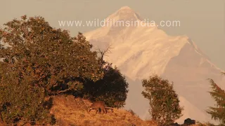 Goral - wild mountain goat of Himalaya - spotted in sunset silhouette at wildfilmsindia forests