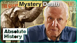 Jumbo: David Attenborough On The Tragic Life Of The Superstar Elephant | Jumbo | Absolute History