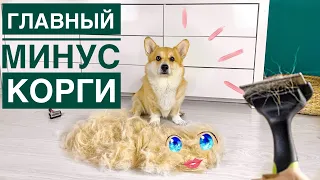 Главный МИНУС КОРГИ! посмотри это видео перед покупкой собаки😱