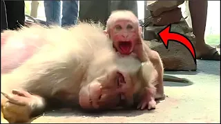 Este Pequeño Mono Pide AYUDA Para Salvar A Su Madre Herida, Lo Que Ocurrio Despues Te Hara Llorar