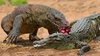 OMG! Komodo Dragon Eat Crocodile Eggs | Crocodile vs Komodo Dragon Best Battle | Wild Animals Fight