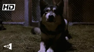 La cosa (1982) - L'alieno infetta i cani