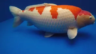 Most Expensive Koi Fish Ever Sold in Auction! S LEGEND.