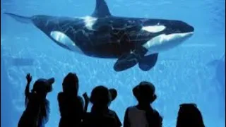 Killer Whale Commits Suicide (Hugo's Story) REACTION!!