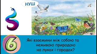 Які взаємини між собою та неживою природою на луках і городах