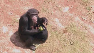 Behind the scenes of Chimp Haven