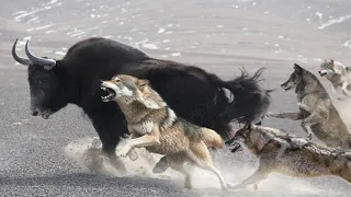 They even hunt Yaks! Mongolian wolves are fearless masters of the mountains!