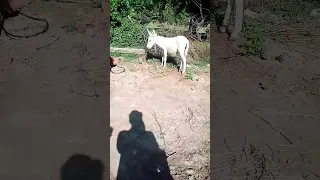 donkey new funny video#funny #shorts #youtubeviralvideo #youtube 🌼🌼🌼🌺🌺🌺💐💐💐🌻🌻🌻🌹🌹🌹♥️♥️♥️👉👉🌴🌴✔️✔️