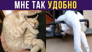 Приколы с котами. МНЕ ТАК УДОБНО | Мемозг #186