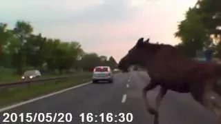 Kierowca cudem uniknął zderzenia z łosiem! Avoided moose accident (NEW)