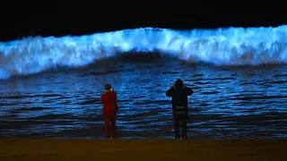 Поведение планктона меняется из-за глобального потепления