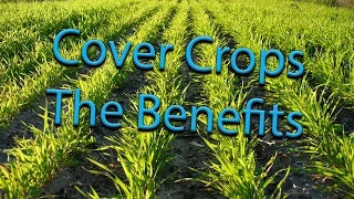 Cover Crops - What Are the Benefits with David Brandt