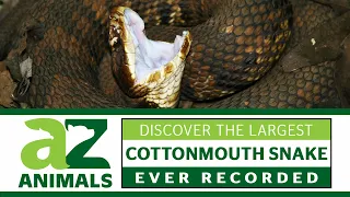 Discover the Largest Cottonmouth Snake Ever Recorded