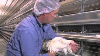 Join us on a tour of our Canby, Oregon egg farm