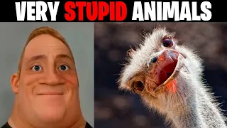 Very Stupid Animals Mr Incredible Becoming Idiot